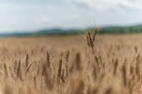 Wheat field Stock Photos