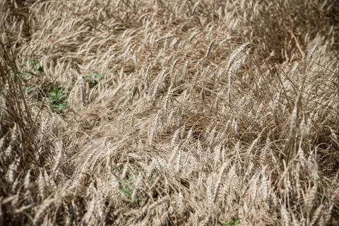 Wheat field Stock Photos