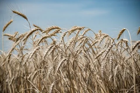 Wheat field Stock Photos