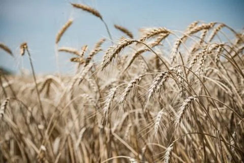 Wheat field Stock Photos