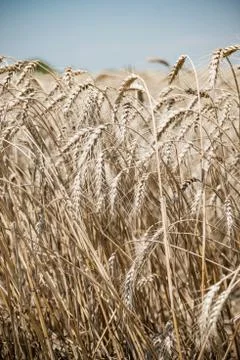 Wheat field Stock Photos