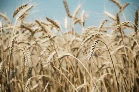Wheat field Stock Photos