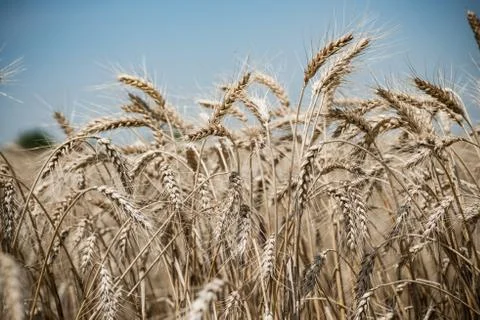 Wheat field Stock Photos