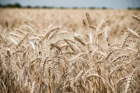 Wheat field Stock Photos