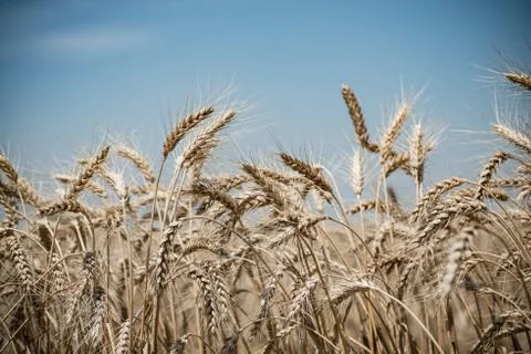 Wheat field Stock Photos