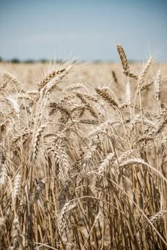 Wheat field Stock Photos