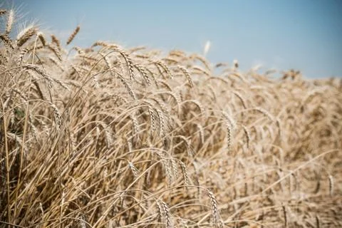 Wheat field Stock Photos