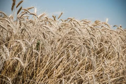 Wheat field Stock Photos