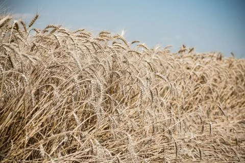 Wheat field Stock Photos