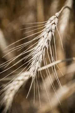 Wheat field Stock Photos