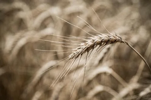 Wheat field Stock Photos