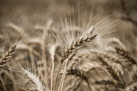 Wheat field Stock Photos
