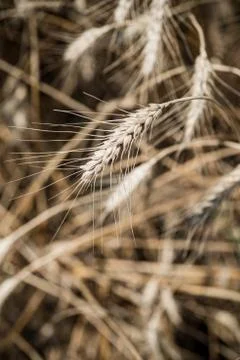 Wheat field Stock Photos