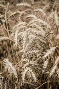 Wheat field Stock Photos