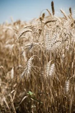Wheat field Stock Photos