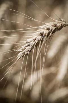 Wheat field Stock Photos