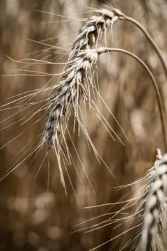 Wheat field Stock Photos