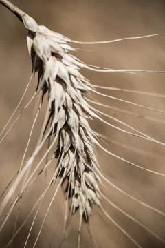 Wheat field Stock Photos