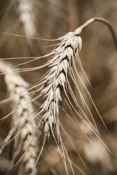 Wheat field Stock Photos