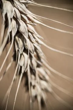 Wheat field Stock Photos