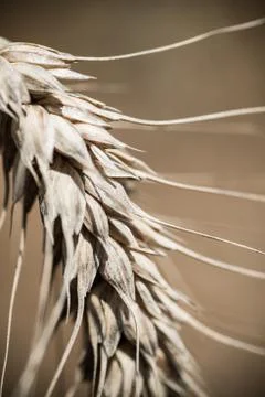 Wheat field Stock Photos