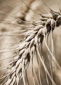 Wheat field Stock Photos