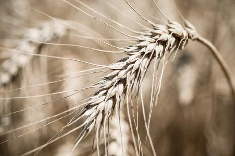Wheat field Stock Photos