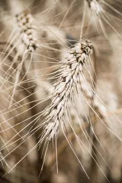 Wheat field Stock Photos