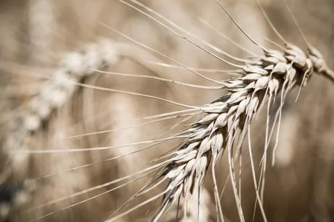 Wheat field Stock Photos