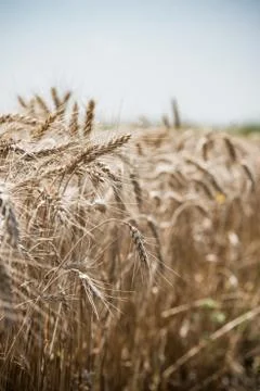 Wheat field Stock Photos