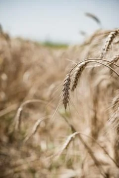 Wheat field Stock Photos