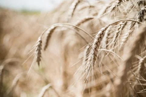 Wheat field Stock Photos