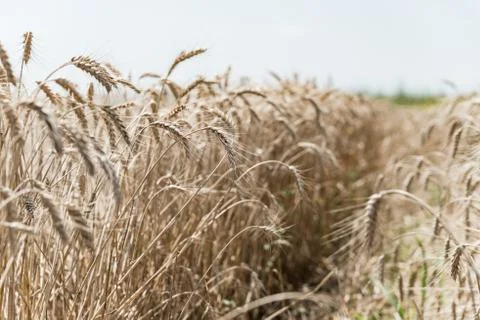 Wheat field Stock Photos