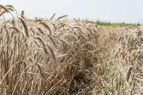 Wheat field Stock Photos