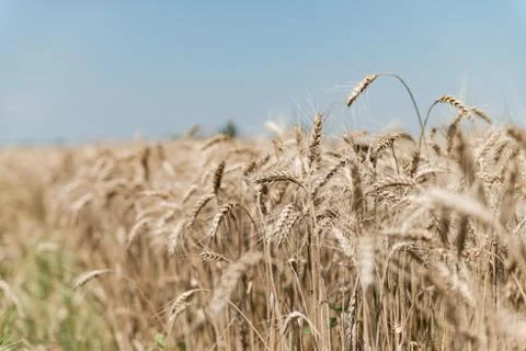 Wheat field Stock Photos