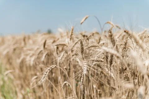Wheat field Stock Photos