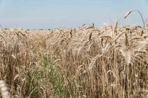 Wheat field Stock Photos