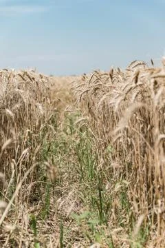 Wheat field Stock Photos