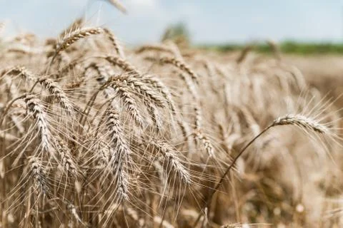 Wheat field Stock Photos