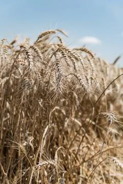 Wheat field Stock Photos