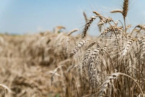 Wheat field Stock Photos
