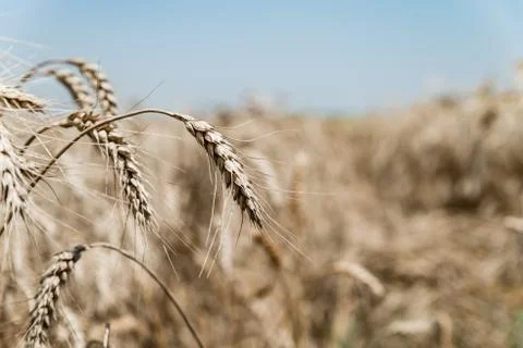 Wheat field Stock Photos