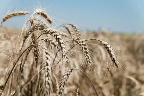 Wheat field Stock Photos