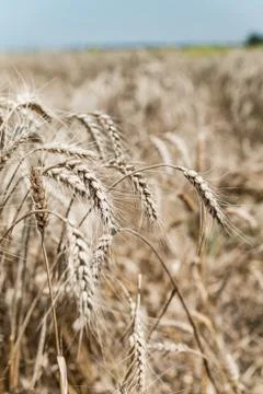 Wheat field Stock Photos