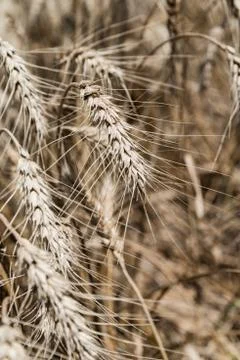Wheat field Stock Photos