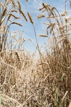 Wheat field Stock Photos