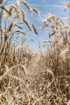 Wheat field Stock Photos
