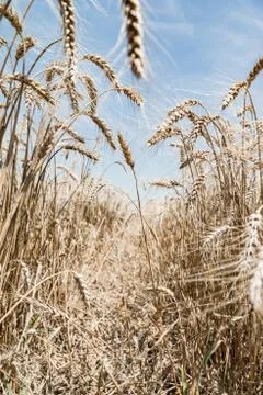 Wheat field Stock Photos
