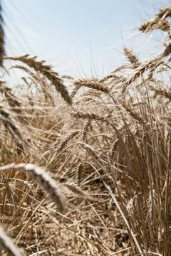 Wheat field Stock Photos