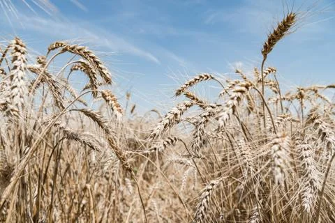 Wheat field Stock Photos